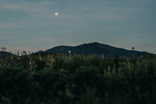 Lade das Bild in den Galerie-Viewer, Blühwein - Wein trifft Blumenfeld