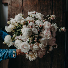 Lade das Bild in den Galerie-Viewer, Pfingstrosen-Symphonie: Drei Akte