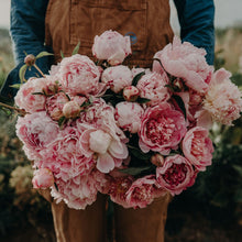 Lade das Bild in den Galerie-Viewer, Pfingstrosen-Symphonie: Drei Akte