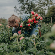 Lade das Bild in den Galerie-Viewer, Pfingstrosen-Symphonie: Drei Akte