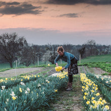 Lade das Bild in den Galerie-Viewer, Ode an die Narzisse - 4x Narzissen XL