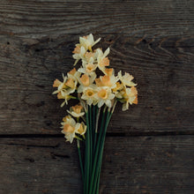 Lade das Bild in den Galerie-Viewer, Ode an die Narzisse - 4x Narzissen XL