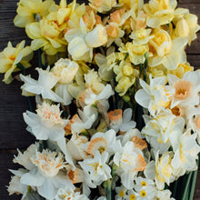 Lade das Bild in den Galerie-Viewer, Ode an die Narzisse - 4x Narzissen XL