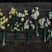 Lade das Bild in den Galerie-Viewer, Ode an die Narzisse - 4x Narzissen XL