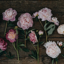 Lade das Bild in den Galerie-Viewer, NEU Wildes Trio - Blumen von April-Juni
