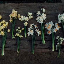 Lade das Bild in den Galerie-Viewer, Frühling im Quartett – Narzissen, Anemonen, Ranunkeln &amp; Pfingstrose

